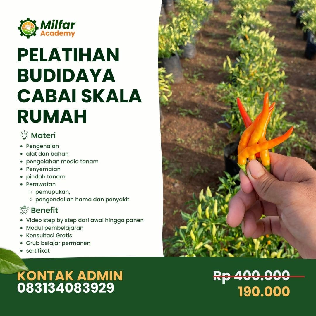 Pelatihan Budidaya Cabai dari 0 Sampai Panen